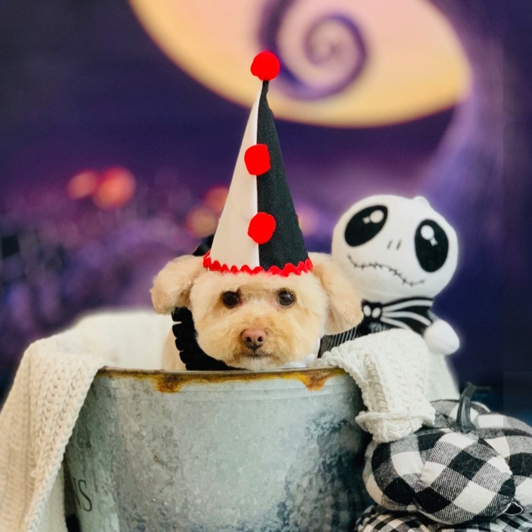 It's a RUFF life being this cute!