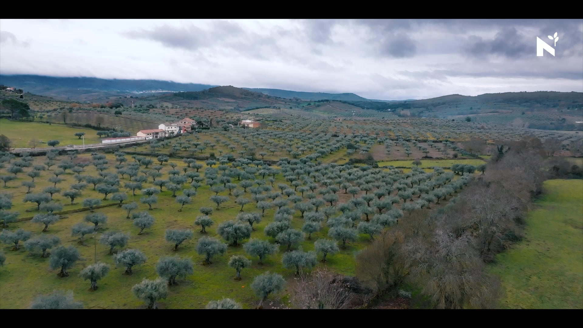 Sabe como se fazia azeite há 200 anos?
SEM eletricidade.
SEM motores.
SEM pressa.
Visitámos o Lagar Ancestral de Cortiços e ficámos de
boca aberta:
🐂 Bois que giravam a mó de pedra
⚱️ Sistema hidráulico em granito que separava azeite
da água por densidade
🔥 Caldeira de cobre aquecida com... bagaço de azeitona
(zero desperdício, em 1850!)
Isto não é nostalgia. É engenharia.
É sustentabilidade antes de ser tendência.
É respeito pelo tempo do fruto.
E é exatamente isto que nos inspira todos os dias
na Azeite Norte.
📖 Contamos a história COMPLETA deste lugar no nosso
blog (link na bio) — prepare-se para uma viagem no tempo.
#lagarancestral #azeitetradicional #sustentabilidade
#patrimóniocultural #cortiços #macedodecavaleiros #azeiteportuguês #tradição #azeiteanorte #azeite #trasosmontes #nortedeportugal #turismoanorte #oliveoilmill #oliveoil #turismorural #olivoturismo #oliveoilturism #turismogastronomico #gastronomia #gastronomy #portugal #slowtourism #portoandnorth #visitportugal #visitportoandnorth #slowlife #olivoturismoportugal #oleoturismoportugal #aldeiasdeportugal