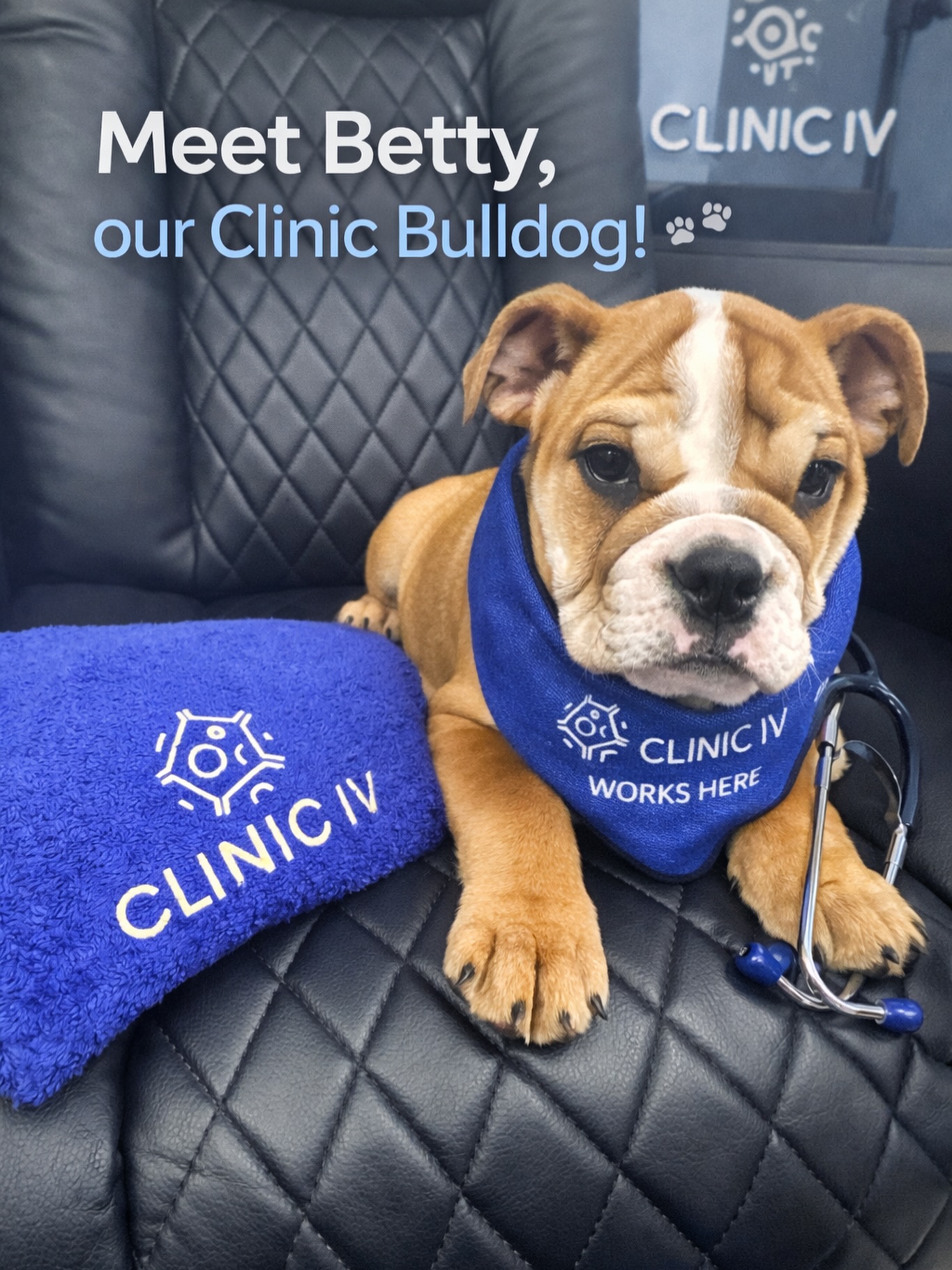 🐶Betty takes her role as Chief Morale Officer very seriously… but don’t worry — she’s strictly front of house only. 🐾
You won’t see her in treatment rooms, as we follow strict health & safety practices.
However, if you’re lucky, you might catch her for a cuddle in her office @thequarryhf