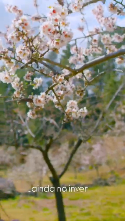 Primeiro vem a flor. Depois vem o sabor.
As amendoeiras de Trás-os-Montes são as primeiras a florir — ainda no inverno, cobrem as encostas de branco e rosa antes das folhas nascerem 🌸
É bonito de ver. Mas é também o início de uma história gastronómica: daqui a meses, essas flores transformam-se em Amêndoa, que, à mesa, encontra o seu par perfeito — o Azeite da mesma terra.
📖 Descobre como dois produtos do mesmo terroir se completam na gastronomia transmontana → link na bio
Já viste este espetáculo ao vivo? 👇
#azeiteanorte #azeite #trasosmontes #altodouro #nortedeportugal #turismoanorte #turismodenatureza #turismorural #olivoturismo #oliveoilturism #turismogastronomico #gastronomia #gastronomy #amendoeirasemflor #amendoa #sustentabilidade #azeiteportuguês #tradição #oliveoil #portugal #slowtourism #portoandnorth #visitportugal #visitportoandnorth #slowlife #olivoturismoportugal #oleoturismoportugal