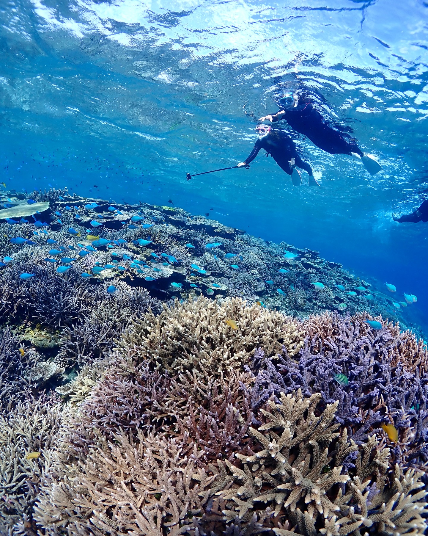 海さんぽ👭🪸💙
春休みのご予約受付中!
この期間のご予約は余裕をもって事前予約がおすすめです😊
《 世界に誇る日本一の海“ヤビジ”で
一生の思い出に残る体験を🌏🩵》
▼マーリンのオススメポイント
⑴ 安全第一でご案内🛟
厳しい安全基準をクリアした業者だけが認定される
“マル優”に指定されています
ガイドは定期的に安全講習実施中。
⑵ ヤビジまで一番近い港出発⛴️
半日ツアーで旅行のスケジュールが組みやすく
船酔いが心配な方にもオススメです!
⑷初心者・女性にも優しい🥰
女性スタッフも在籍、
各資格を持ったガイドがご案内!
⑸当日のベストポイントへご案内🐢
海を知り尽くした宮古島育ちの船長が
数あるシュノーケルポイントから
その日のベストコンディションへ向かいます!
▼ツアーメニュー
・八重干瀬シュノーケルツアー
・八重干瀬スキンダイビングツアー
・八重干瀬体験ダイビングツアー
・スキンダイバー講習
→ 各ツアーに𝗘𝗖𝗢プラン(割引)あり
▼𝗘𝗖𝗢プラン 〜環境に優しくお得に遊ぼう🧡〜
各ツアーメニューに適応可能
𝟭.ツアー料金¥𝟭,𝟱𝟬𝟬引き
𝟮. 𝗘𝗖𝗢ルールを守っていただける方
※𝗘𝗖𝗢ルールはHPにてご確認ください
▼ ご予約方法
InstagramトップページのリンクからHPへ
※DMは対応しておりません。
▼船長アカウント
こちらでもツアーの様子をリアルタイムで発信中!
🚢:@marlin_nakasato
▼スタッフアカウント
スタッフ目線のツアーの様子やオフを発信中!
👫🏽:@staff_marlin_miyakojima
#ヤビジツアーマーリン
#宮古島 #八重干瀬 #ヤビジ
#宮古島旅行