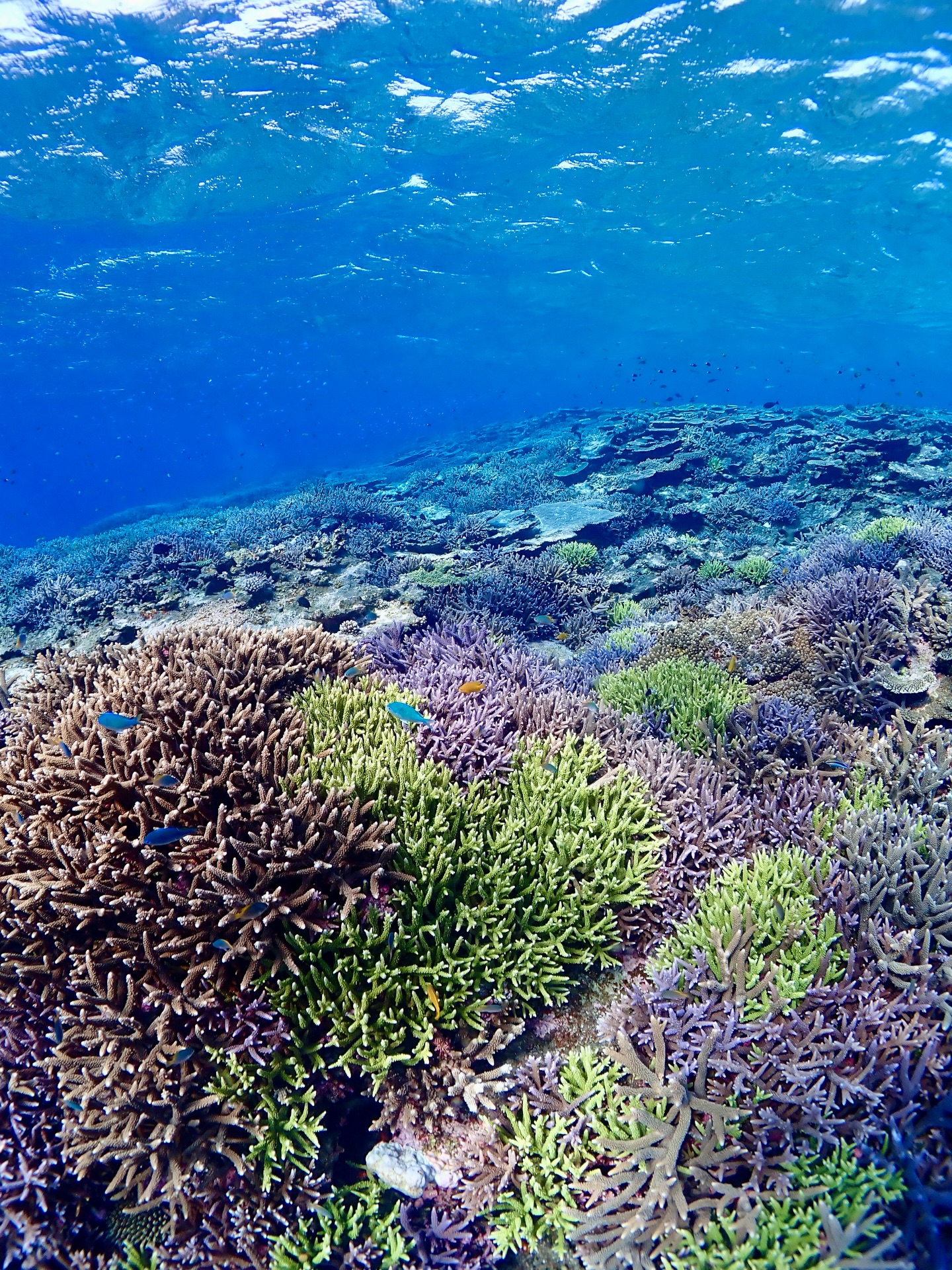 楽しくツアーにご参加いただくために😌
せっかくのヤビジツアー
船酔いしてしまわないために!
前日はお酒は控えて早めに寝ましょう😊
酔い止め薬は事前に飲みましょう😊
ツアーが始まったら船酔いを恐れずに
楽しむことに全力で集中してください😆
《 世界に誇る日本一の海“ヤビジ”で
一生の思い出に残る体験を🌏🩵》
▼マーリンのオススメポイント
⑴ 安全第一でご案内🛟
厳しい安全基準をクリアした業者だけが認定される
“マル優”に指定されています
ガイドは定期的に安全講習実施中。
⑵ ヤビジまで一番近い港出発⛴️
半日ツアーで旅行のスケジュールが組みやすく
船酔いが心配な方にもオススメです!
⑷初心者・女性にも優しい🥰
女性スタッフも在籍、
各資格を持ったガイドがご案内!
⑸当日のベストポイントへご案内🐢
海を知り尽くした宮古島育ちの船長が
数あるシュノーケルポイントから
その日のベストコンディションへ向かいます!
▼ツアーメニュー
・八重干瀬シュノーケルツアー
・八重干瀬スキンダイビングツアー
・八重干瀬体験ダイビングツアー
・スキンダイバー講習
→ 各ツアーに𝗘𝗖𝗢プラン(割引)あり
▼𝗘𝗖𝗢プラン 〜環境に優しくお得に遊ぼう🧡〜
各ツアーメニューに適応可能
𝟭.ツアー料金¥𝟭,𝟱𝟬𝟬引き
𝟮. 𝗘𝗖𝗢ルールを守っていただける方
※𝗘𝗖𝗢ルールはHPにてご確認ください
▼ ご予約方法
InstagramトップページのリンクからHPへ
※DMは対応しておりません。
▼船長アカウント
こちらでもツアーの様子をリアルタイムで発信中!
🚢:@marlin_nakasato
▼スタッフアカウント
スタッフ目線のツアーの様子やオフを発信中!
👫🏽:@staff_marlin_miyakojima
#ヤビジツアーマーリン
#宮古島 #八重干瀬 #ヤビジ
#宮古島旅行