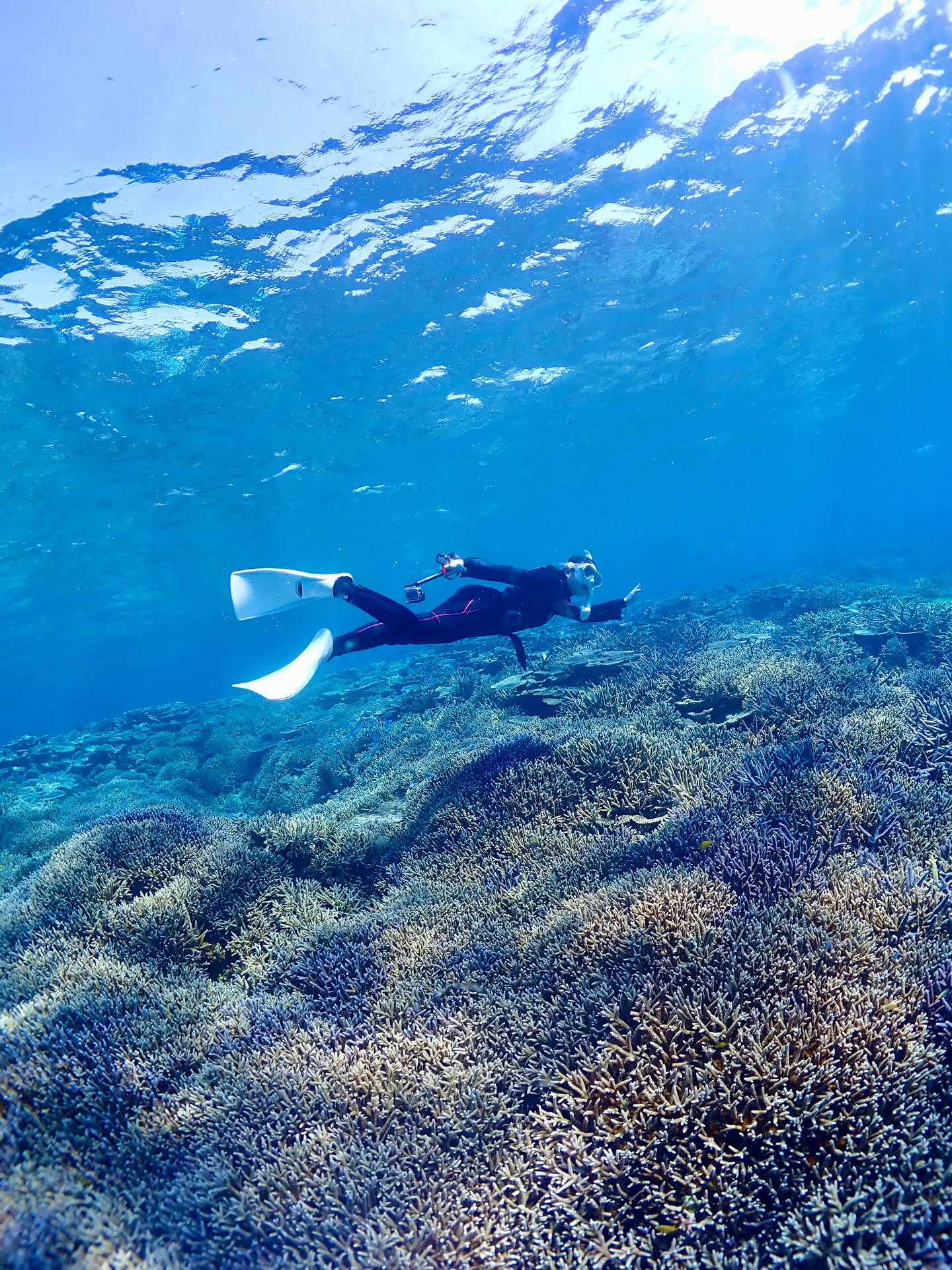 昨日も透明度高くて綺麗でした✨
《 世界に誇る日本一の海“ヤビジ”で
一生の思い出に残る体験を🌏🩵》
▼マーリンのオススメポイント
⑴ 安全第一でご案内🛟
厳しい安全基準をクリアした業者だけが認定される
“マル優”に指定されています
ガイドは定期的に安全講習実施中。
⑵ ヤビジまで一番近い港出発⛴️
半日ツアーで旅行のスケジュールが組みやすく
船酔いが心配な方にもオススメです!
⑷初心者・女性にも優しい🥰
女性スタッフも在籍、
各資格を持ったガイドがご案内!
⑸当日のベストポイントへご案内🐢
海を知り尽くした宮古島育ちの船長が
数あるシュノーケルポイントから
その日のベストコンディションへ向かいます!
▼ツアーメニュー
・八重干瀬シュノーケルツアー
・八重干瀬スキンダイビングツアー
・八重干瀬体験ダイビングツアー
・スキンダイバー講習
→ 各ツアーに𝗘𝗖𝗢プラン(割引)あり
▼𝗘𝗖𝗢プラン 〜環境に優しくお得に遊ぼう🧡〜
各ツアーメニューに適応可能
𝟭.ツアー料金¥𝟭,𝟱𝟬𝟬引き
𝟮. 𝗘𝗖𝗢ルールを守っていただける方
※𝗘𝗖𝗢ルールはHPにてご確認ください
▼ ご予約方法
InstagramトップページのリンクからHPへ
※DMは対応しておりません。
▼船長アカウント
こちらでもツアーの様子をリアルタイムで発信中!
🚢:@marlin_nakasato
▼スタッフアカウント
スタッフ目線のツアーの様子やオフを発信中!
👫🏽:@staff_marlin_miyakojima
#ヤビジツアーマーリン
#宮古島 #八重干瀬 #ヤビジ
#宮古島旅行