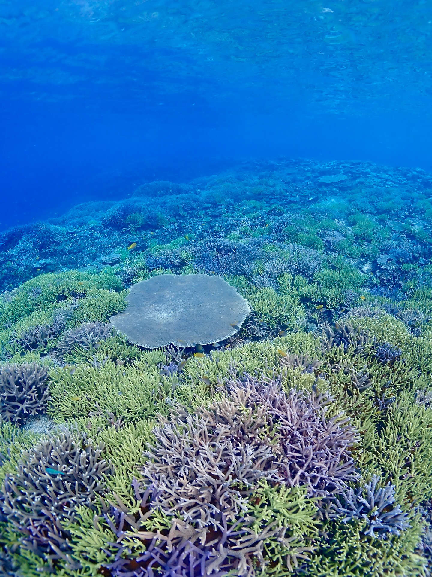 春休みのご予約お待ちしてます☺️
《 世界に誇る日本一の海“ヤビジ”で
一生の思い出に残る体験を🌏🩵》
▼マーリンのオススメポイント
⑴ 安全第一でご案内🛟
厳しい安全基準をクリアした業者だけが認定される
“マル優”に指定されています
ガイドは定期的に安全講習実施中。
⑵ ヤビジまで一番近い港出発⛴️
半日ツアーで旅行のスケジュールが組みやすく
船酔いが心配な方にもオススメです!
⑷初心者・女性にも優しい🥰
女性スタッフも在籍、
各資格を持ったガイドがご案内!
⑸当日のベストポイントへご案内🐢
海を知り尽くした宮古島育ちの船長が
数あるシュノーケルポイントから
その日のベストコンディションへ向かいます!
▼ツアーメニュー
・八重干瀬シュノーケルツアー
・八重干瀬スキンダイビングツアー
・八重干瀬体験ダイビングツアー
・スキンダイバー講習
→ 各ツアーに𝗘𝗖𝗢プラン(割引)あり
▼𝗘𝗖𝗢プラン 〜環境に優しくお得に遊ぼう🧡〜
各ツアーメニューに適応可能
𝟭.ツアー料金¥𝟭,𝟱𝟬𝟬引き
𝟮. 𝗘𝗖𝗢ルールを守っていただける方
※𝗘𝗖𝗢ルールはHPにてご確認ください
▼ ご予約方法
InstagramトップページのリンクからHPへ
※DMは対応しておりません。
▼船長アカウント
こちらでもツアーの様子をリアルタイムで発信中!
🚢:@marlin_nakasato
▼スタッフアカウント
スタッフ目線のツアーの様子やオフを発信中!
👫🏽:@staff_marlin_miyakojima
#ヤビジツアーマーリン
#宮古島 #八重干瀬 #ヤビジ
#宮古島旅行