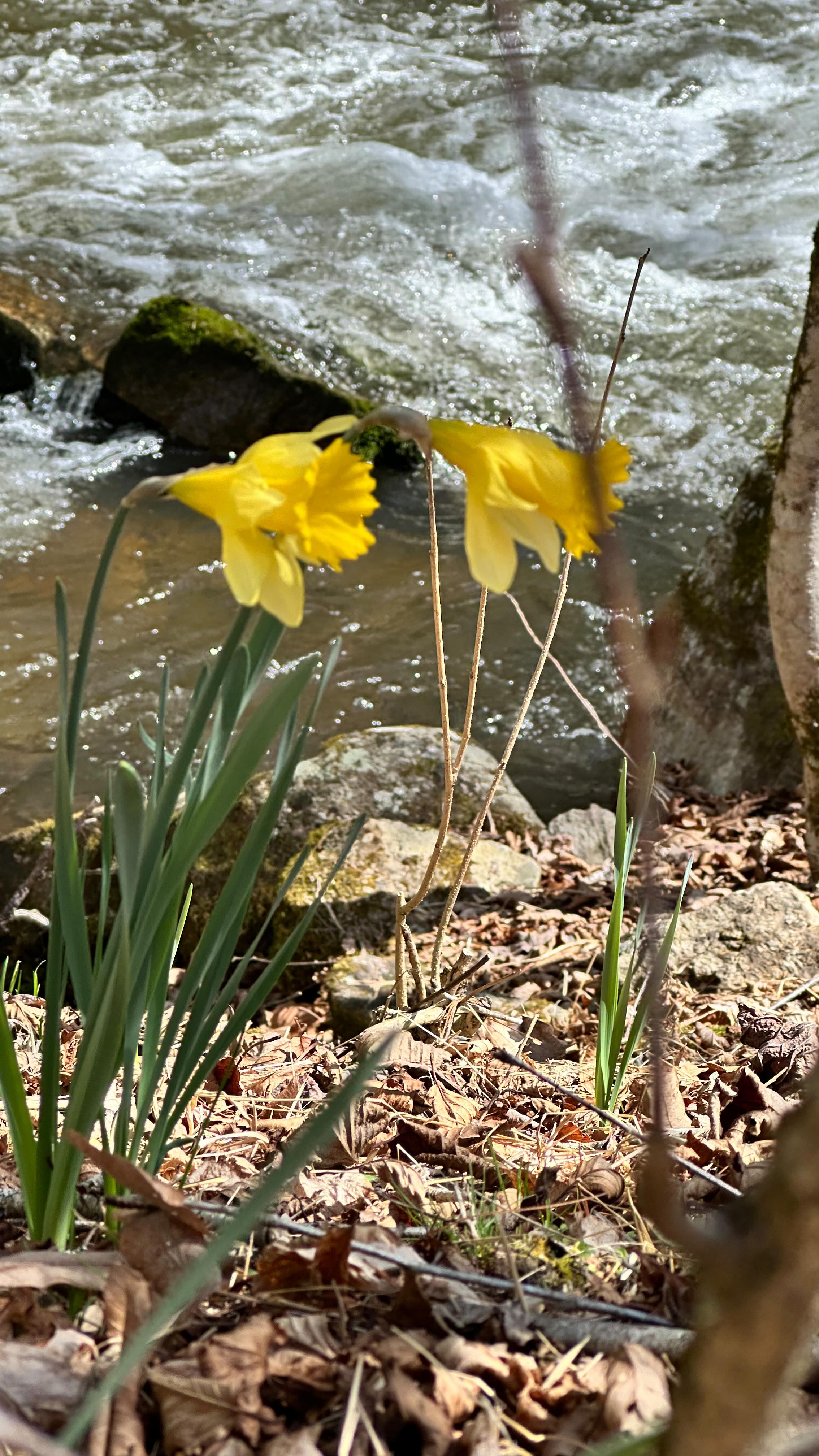 Now we are a plunging into the living waters of the Blue Ridge Mountains creek and reconnecting with the healing magic of the land.
Moments like this at Wheel of Bliss remind us how simple nature can bring us back to ourselves. Join us.♥️
#BlueRidgeMountains #AshevilleRetreat #VisitAsheville #AVLRetreats #WheelOfBliss ✨🌿💧