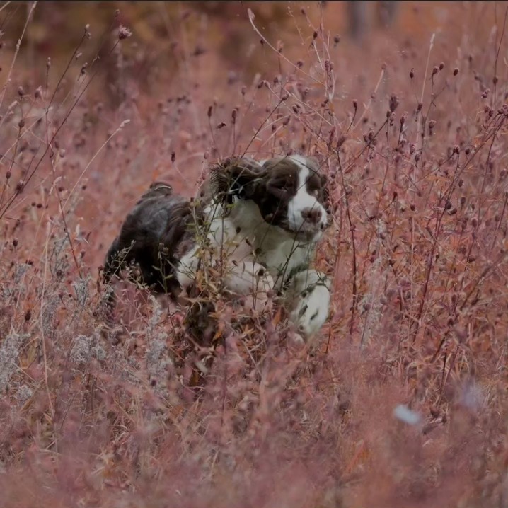 McGregor may be blind - but he doesn't let that slow him down!
#blinddog #blinddogsseewiththeirhearts #englishspringerspanielsofinstagram #purebreddogs #trojhspringers #happydog #ckcmember #ckc4thedogs