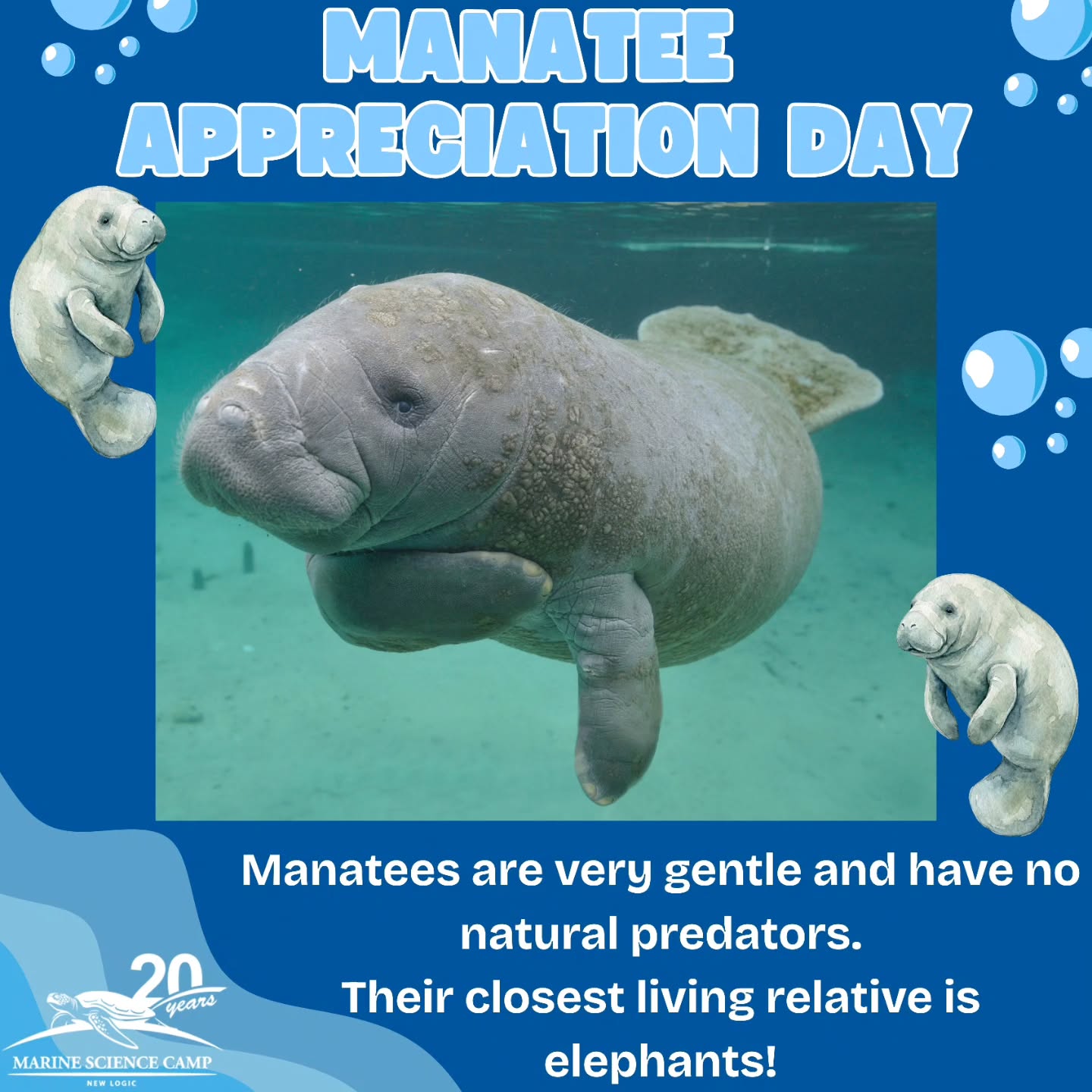 Happy Manatee Appreciation Day! 🌿
These gentle “sea cows” spend their days grazing on seagrass and cruising through warm coastal waters. Slow, peaceful, and important to their ecosystems — today we celebrate one of the ocean’s sweetest giants! 🌊
.
.
#marinelife #manatee #conservation #marinesciencecamp #manateeappreciationday