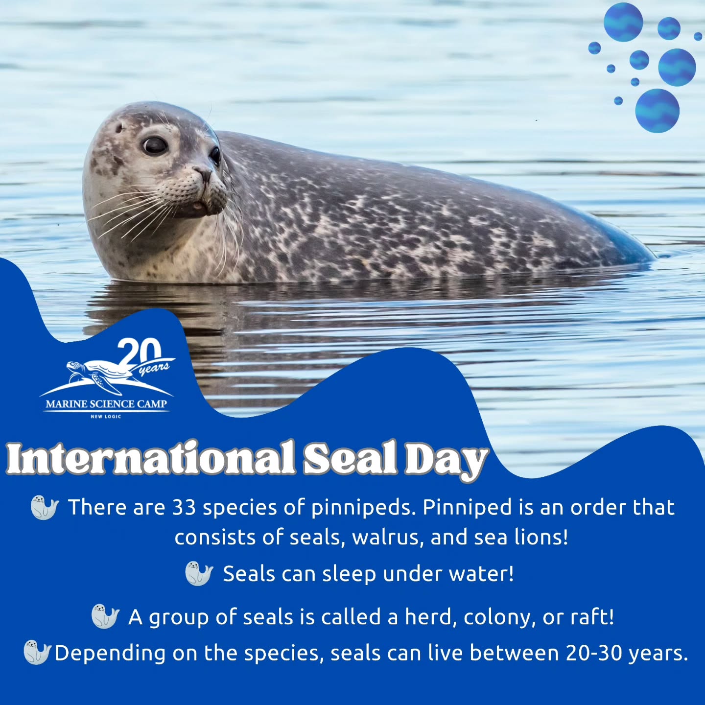 🌊🦭 Happy International Seal Day! 🦭🌊
From playful splashes to sun-soaked naps on the shore, seals remind us to slow down and enjoy the waves 🌊💙
Let’s do our part to keep their waters safe, clean, and full of life 🌎♻️
.
.
#marinelife #seals #conservation #marinesciencecamp #internationalsealday