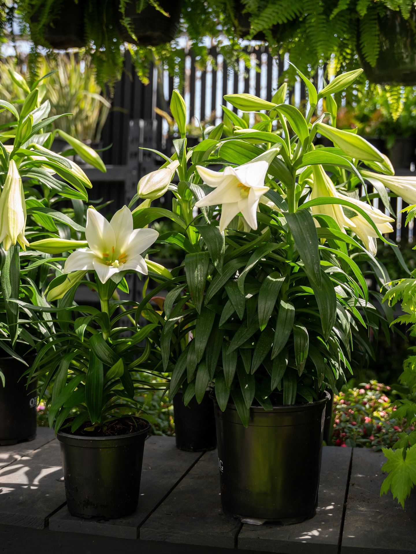 3 things to know about Easter lilies ⬇️
1. They prefer for their soil to stay moist, but not waterlogged!
2. The white trumpet shaped flowers are a traditional symbol of hope and new beginnings.
3. They are beautiful but dangerous for your feline friends. All parts of the plant are toxic to cats. 🐱
Learn more about Easter lilies on the blog and shop online! (🔗 in bio)