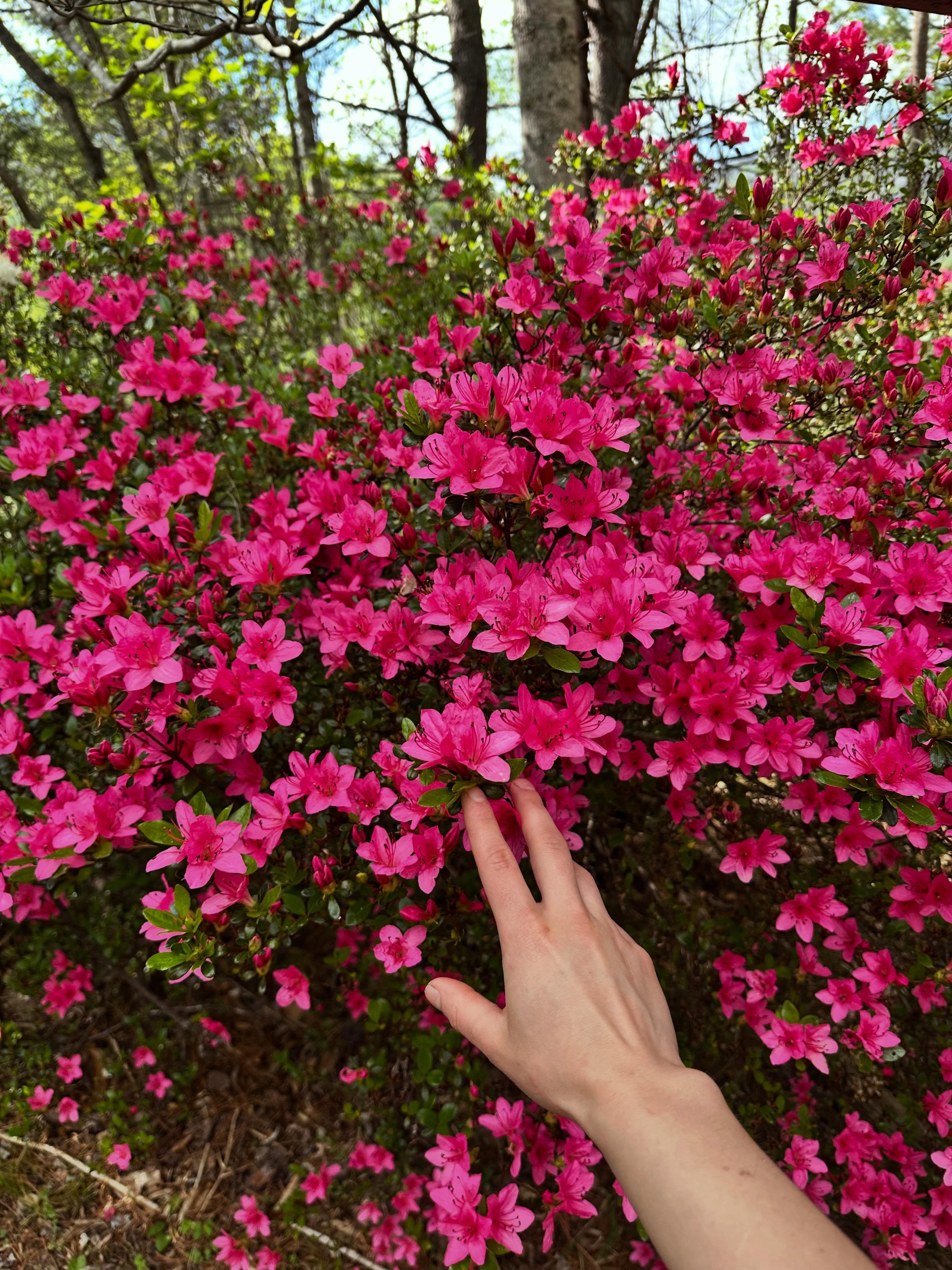 Bloom 🩷🌺
Magenta is such a rare color in nature! Gorgeous and very attractive to pollinators 🐝 This color, this energy feels very powerful, it’s a good color for attraction and magnetizing in our practices.
Deluded magenta is pink 🌸 a light sunset 🌇 a moment of contemplation.
“Notes of magenta” ✨
•
•
•
•
•
#AshevilleRetreat
#BlueRidgeMountains
#MountainGetaway
#WNCMountains
#VisitAsheville