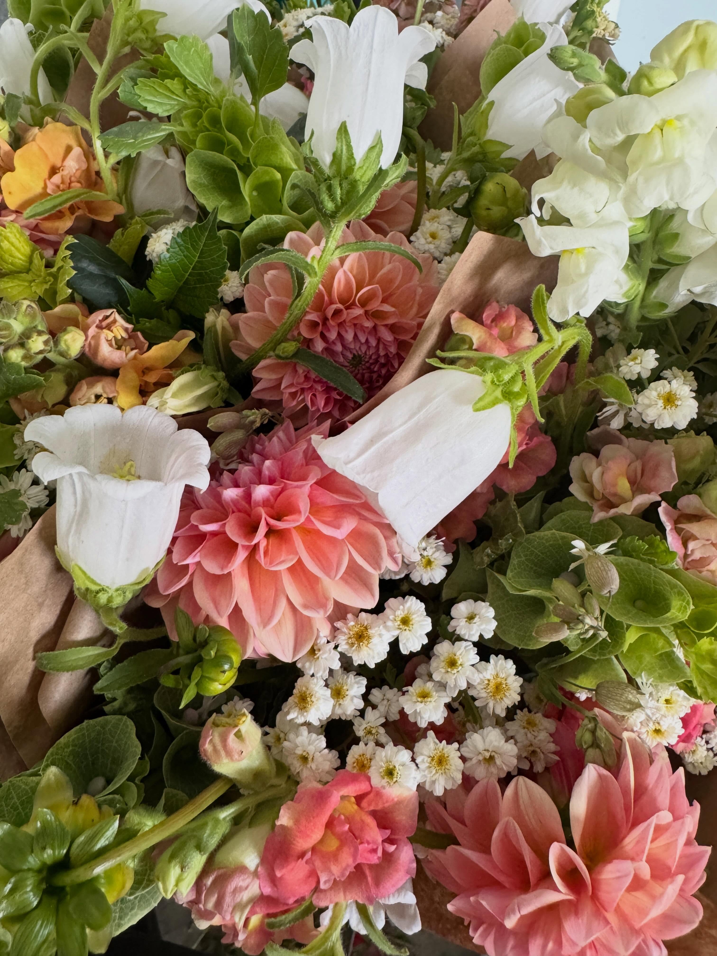 First DAHLIAS of the season are officially hitting the market tomorrow! 🌸✨
We’re also bringing a huge restock of your favorite tall, graceful Bell Flowers (Campanula) and fresh Feverfew bunches!
📍 Find us: Southeast corner, along 100 South near State Street. Look for the buckets of blooms!
Tomorrow’s Fresh Cuts:
🌸 Early Dahlia bouquets
🤍 Campanula (Bell Flower) bunches
🌼 Feverfew bunches
💐 Full market & mini bouquets
Set an alarm and come early for the best picks! See you there! ☀️
#FoothillFarmFlowers #ProvoFarmersMarket #LocalFlowers #UtahFlowerFarm