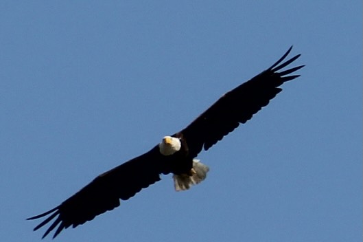 Our weekend tours often offer a one day getaway into some pretty unique places. Upcoming tours with room include the Buck Full Moon tour on July 29, the Hecla Island Tour on August 1, the Perseid Meteor Shower tour on August 14, the Pinawa Dam Tour on August 15, the Matheson Island Tour on August 22 and the Lone Island Lake tour on August 29. We are also offering a yoga kayak tour for those wanting to end off their summer in a relaxing way on August 30. All tours can be booked on the PSKA website. Feel free to reach out if you need any additional information. See you on the water!