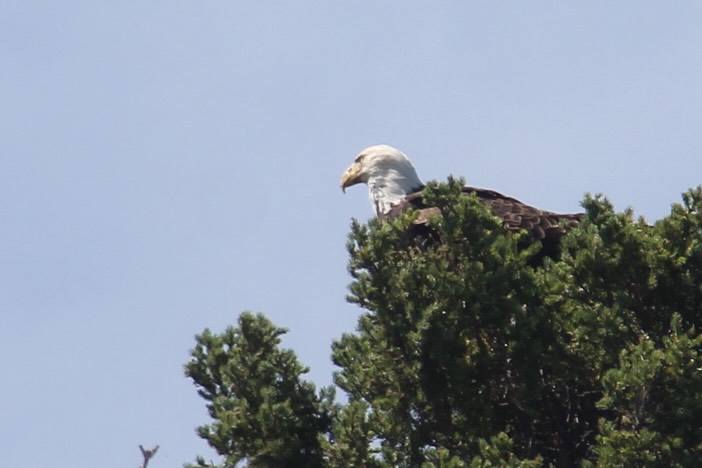 Our weekend tours often offer a one day getaway into some pretty unique places. Upcoming tours with room include the Buck Full Moon tour on July 29, the Hecla Island Tour on August 1, the Perseid Meteor Shower tour on August 14, the Pinawa Dam Tour on August 15, the Matheson Island Tour on August 22 and the Lone Island Lake tour on August 29. We are also offering a yoga kayak tour for those wanting to end off their summer in a relaxing way on August 30. All tours can be booked on the PSKA website. Feel free to reach out if you need any additional information. See you on the water!