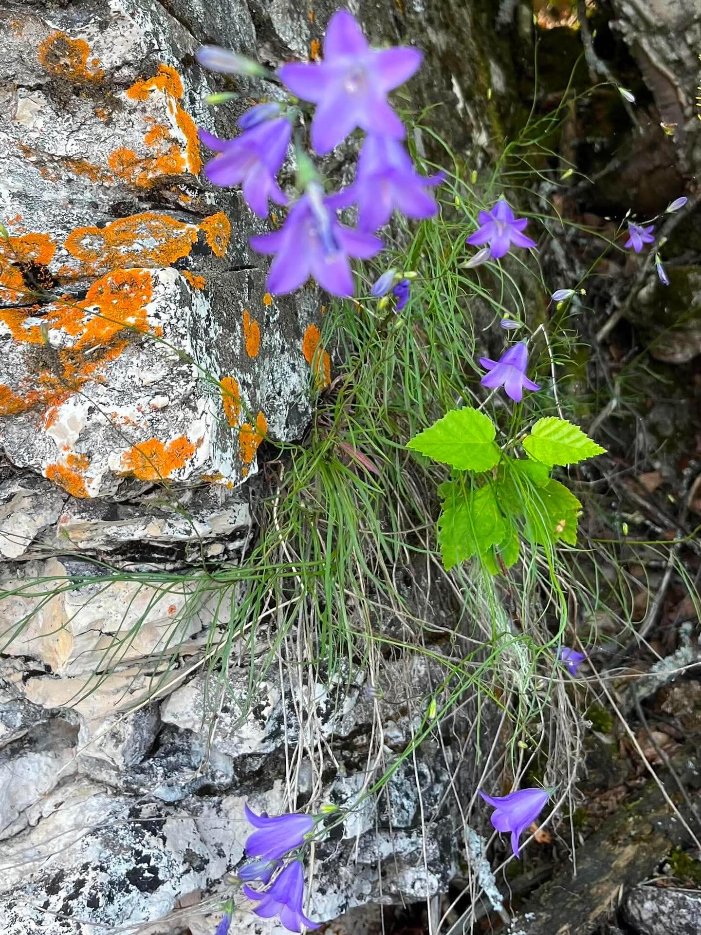 Just returned from Little Limestone Lake with an amazing group of explorers. It doesn’t take long while paddling on this unique and sacred body of water to start noticing that you breathe, different, think different, and feel different. What is also special is the way you can share it with others, discovering the lake together over a three day trip. If you are needing a getaway to reset, connect with nature, eat good food, relax, and laugh with friends, there is still room on the September 11-13 Little Limestone Lake kayak tour. See you on the water! Previous lake kayaking experience required.