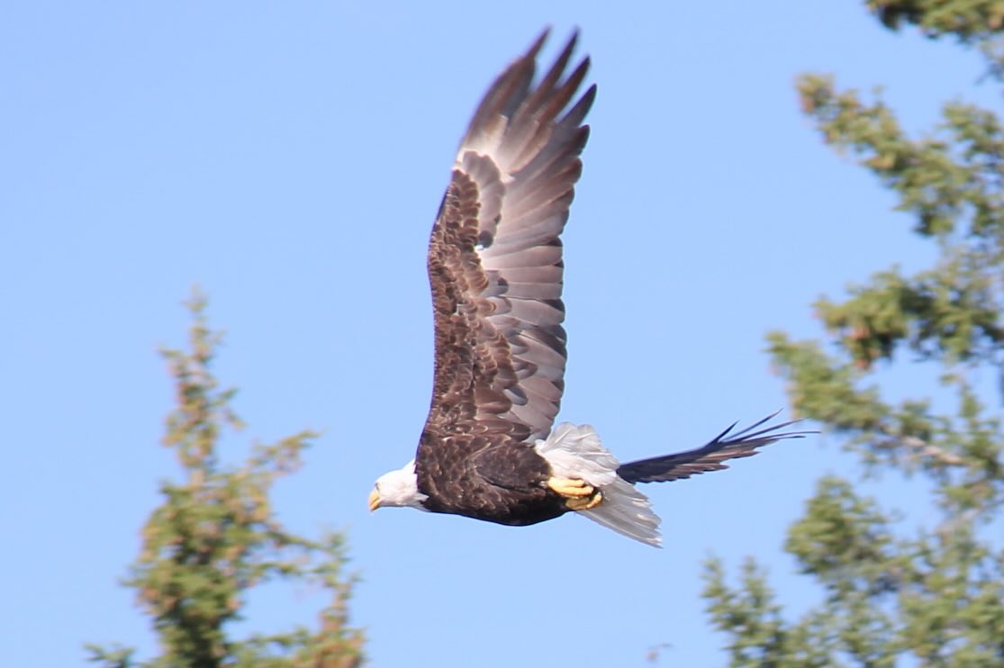 Our weekend tours often offer a one day getaway into some pretty unique places. Upcoming tours with room include the Buck Full Moon tour on July 29, the Hecla Island Tour on August 1, the Perseid Meteor Shower tour on August 14, the Pinawa Dam Tour on August 15, the Matheson Island Tour on August 22 and the Lone Island Lake tour on August 29. We are also offering a yoga kayak tour for those wanting to end off their summer in a relaxing way on August 30. All tours can be booked on the PSKA website. Feel free to reach out if you need any additional information. See you on the water!