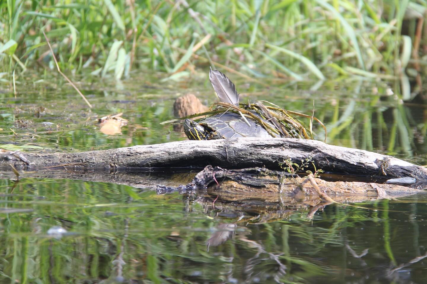 One thing that strikes you, as you take in the natural world, is that nothing is attempting to be what they’re not, despite the apparent fine feathered dreams of this Western Painted Turtle.
While we have crossed over the halfway point of August, there are still some opportunities to get out in the water this summer with PSKA. There are two spots left on the Matheson Island kayak tour on August 22, a few spots left on the September 5th Hecla Island kayak tour three spots left on the September 11-13 Little limestone Lake tour, and a few spots on the September 19 Lone Island Lake kayak tour. There are also some opportunities to join a Willow Creek kayak tour as indicated on the Calendar website. Looking forward to seeing you on the water!