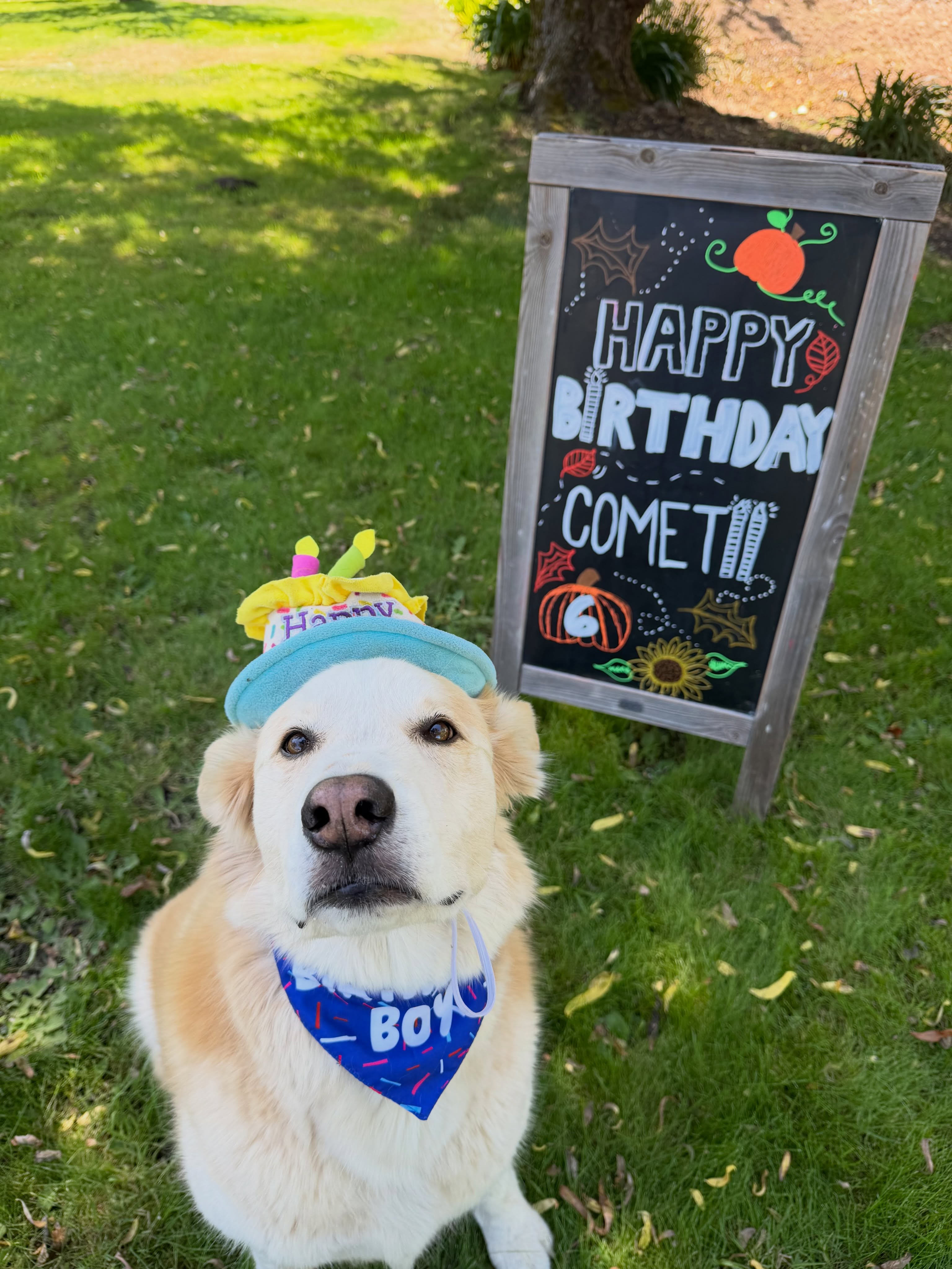 Happy Birthday to you Comet!♥️ 🥳🐾 6 years already🤯🐶🤩