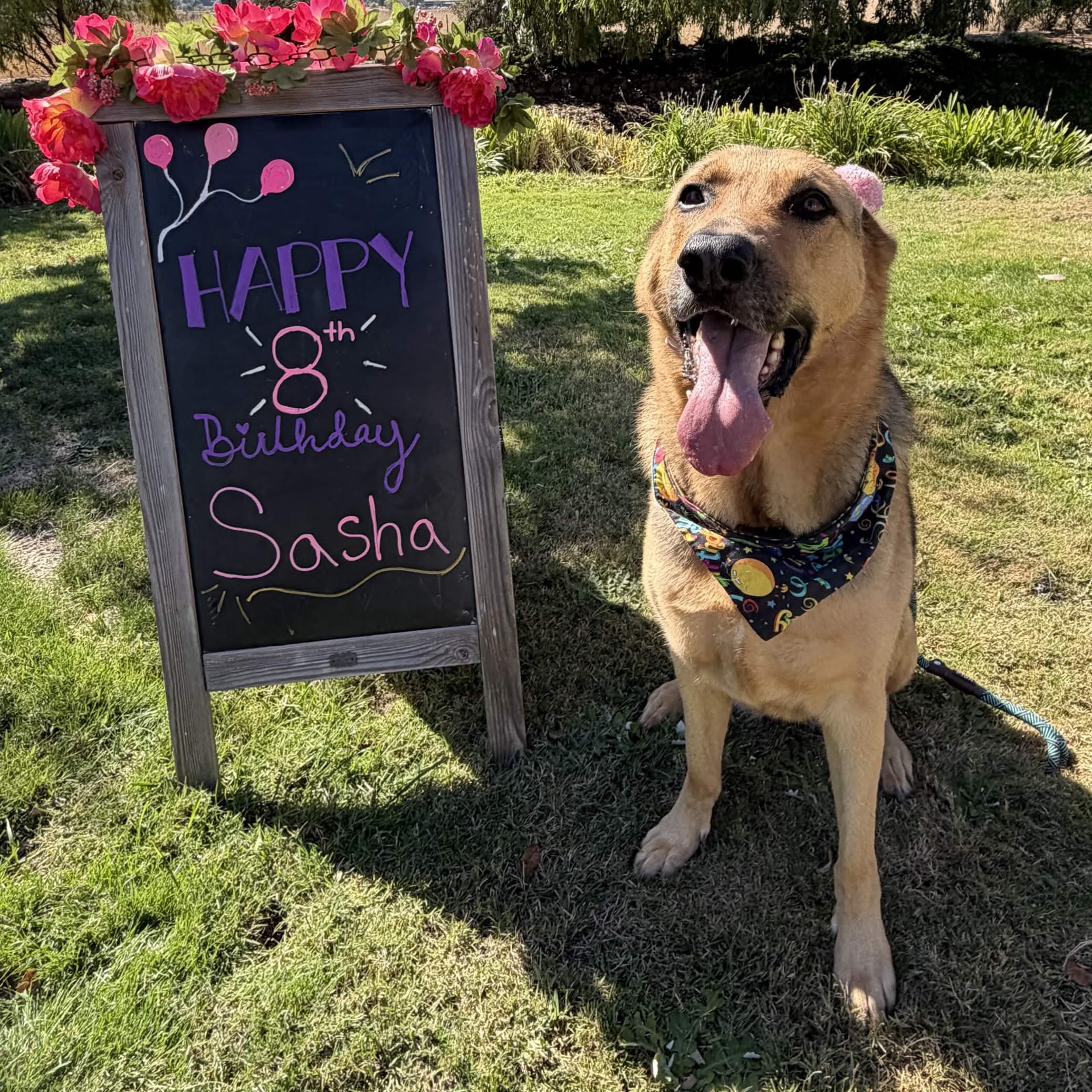 Happy Birthday Sweet Sasha! 🐾🦴🐶