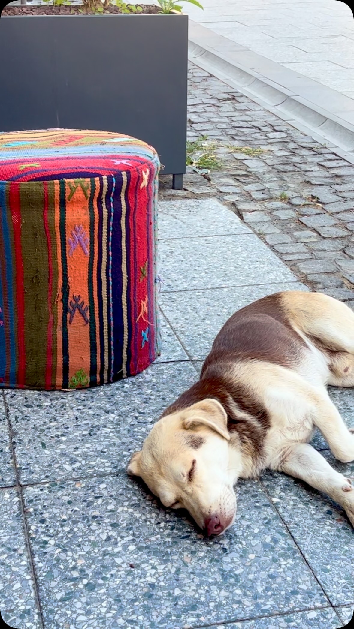 Dükkanımızın en sadık misafiri… 🐶
İş tanımı: Kapıda yatmak, gelenleri karşılamak ve gerektiğinde sevgi molası vermek. 😂🤎
Our most loyal guest… 🐶
Job description: Lying at the door, welcoming everyone who comes in, and taking a love break whenever needed. 😂🤎