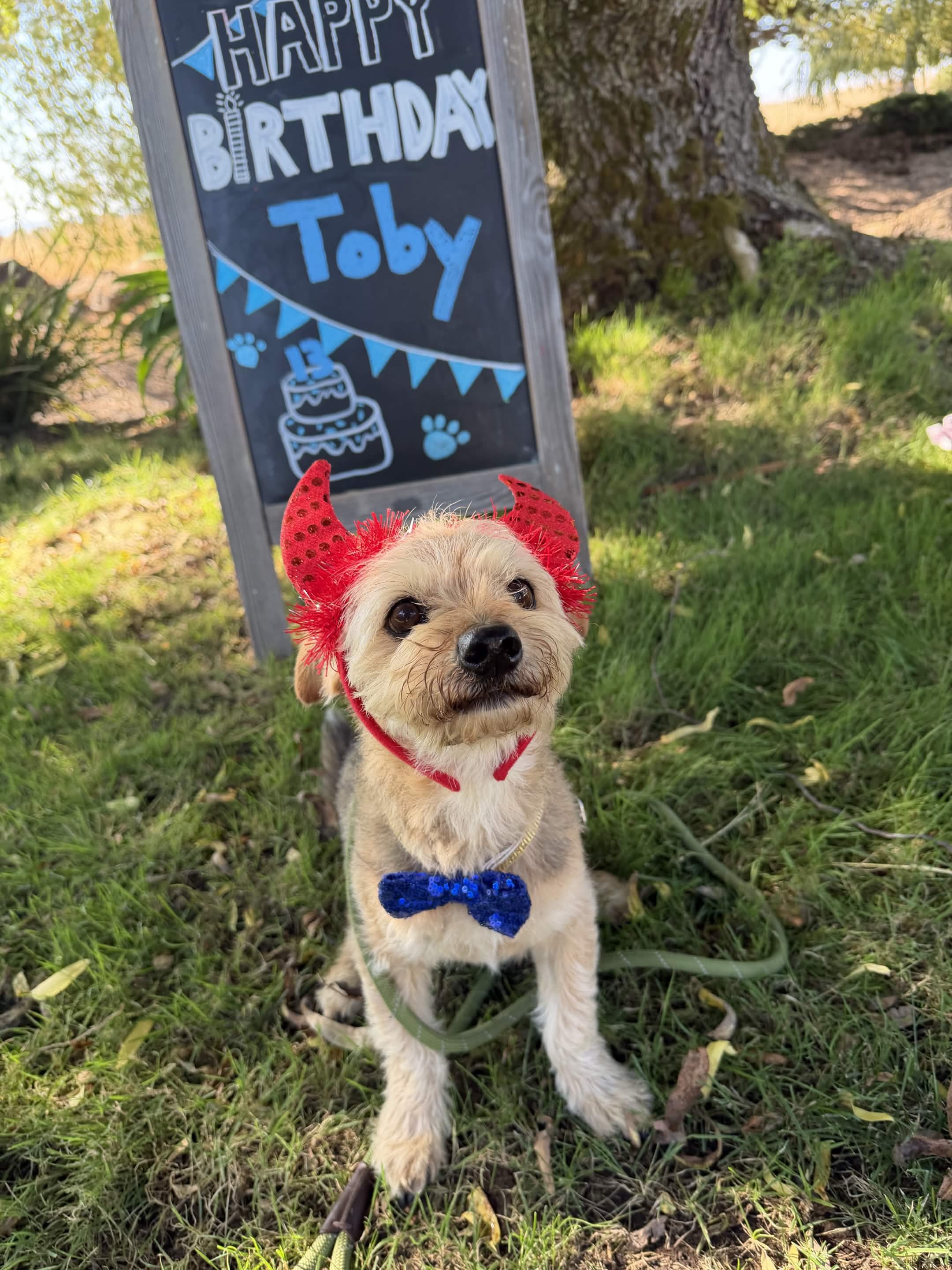 Happy 13th Birthday to Toby! Hard to believe this guy is a senior. He never misses a second of the action. He loves being with all his dog and people friends. Toby makes everyone he meets make them feel like they are the sun. May we all live our lives like Toby. 🎂🎉🐶🐾
